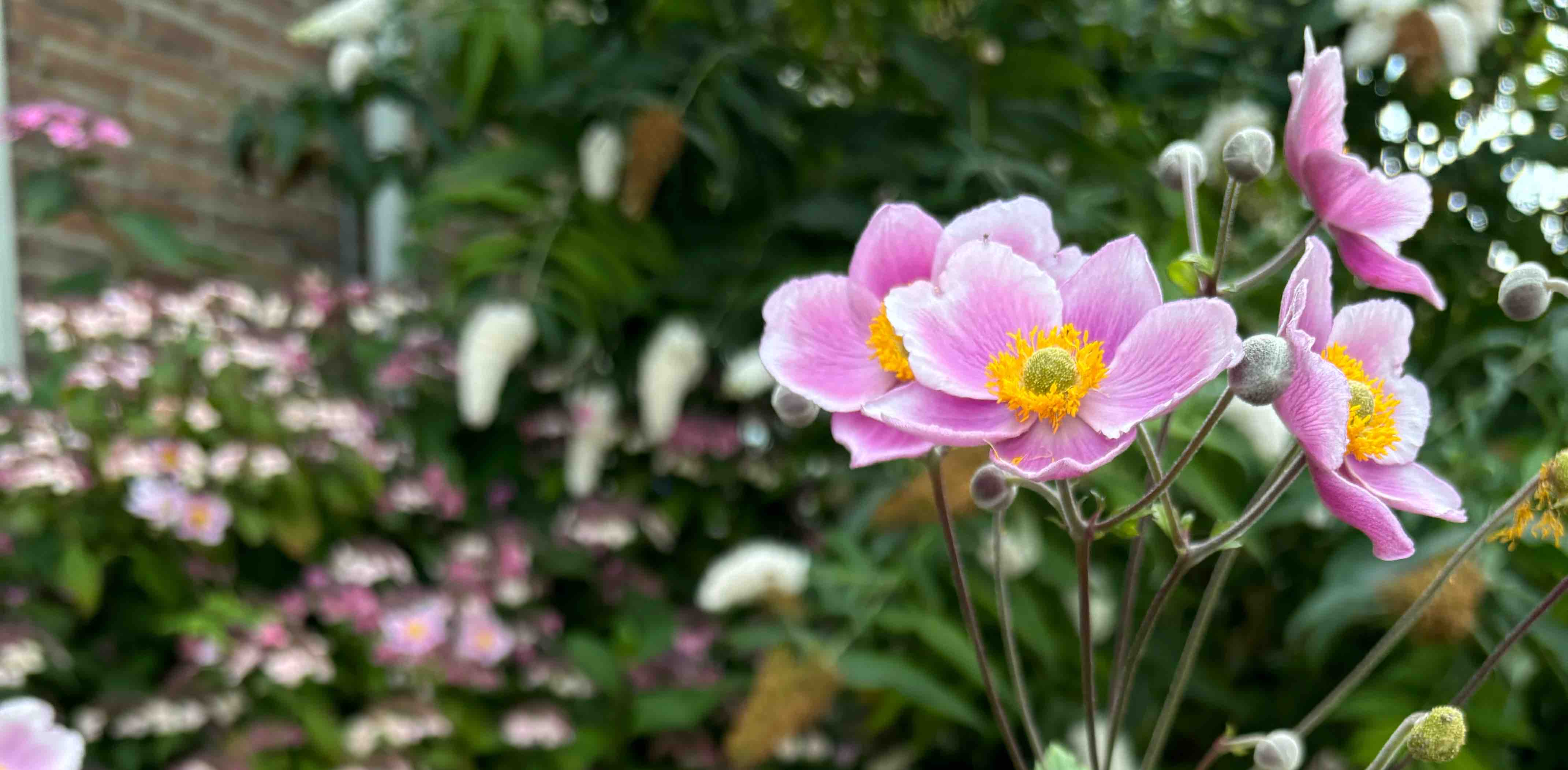 challenge background