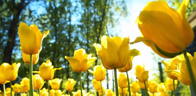 challenge background