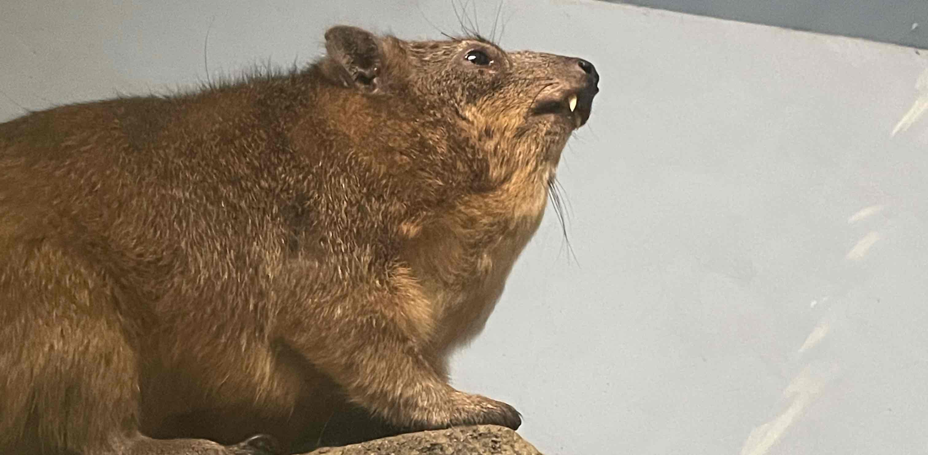 challenge background