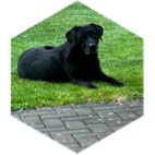 September Schritte ππβπ¦ΊπββοΈπ icon