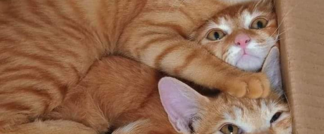 challenge background