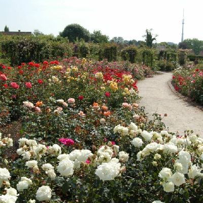 RoseπΉ Garden Walk π₯πΉπΏβοΈ icon