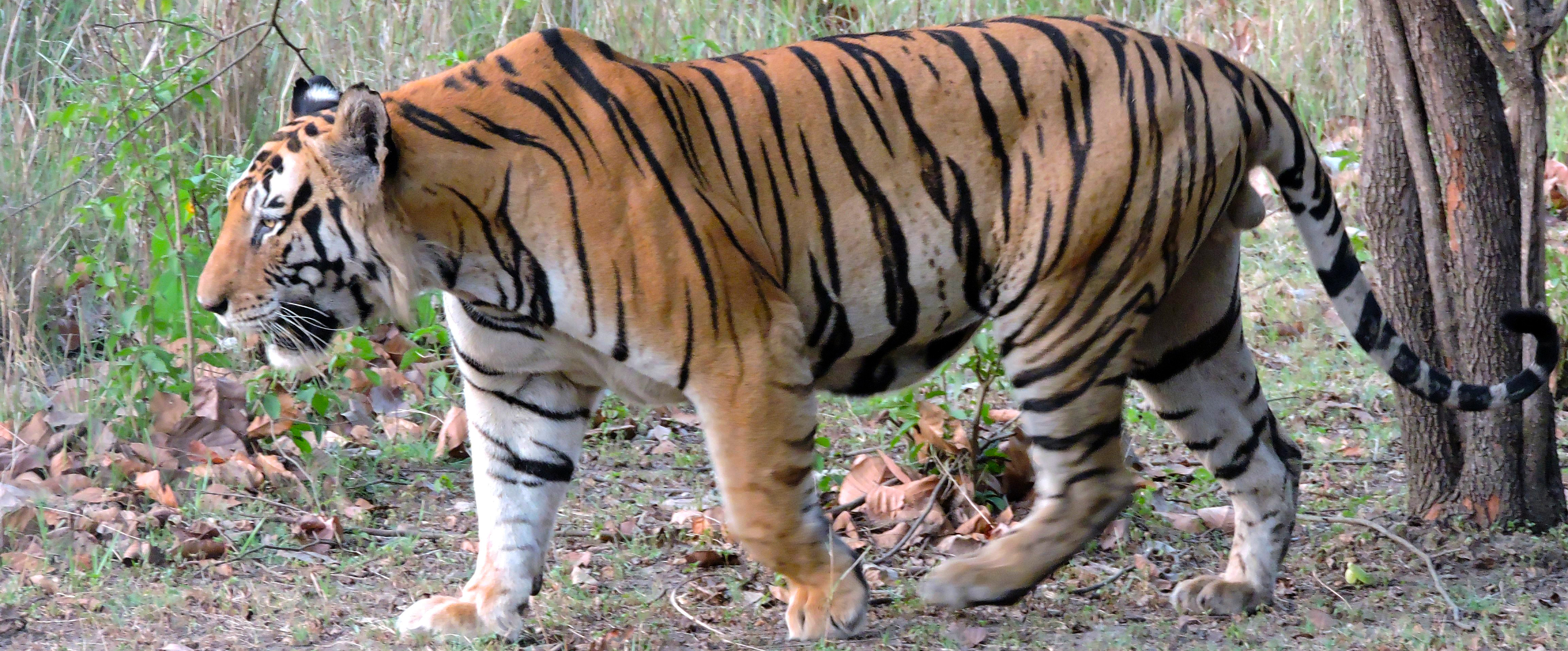 challenge background