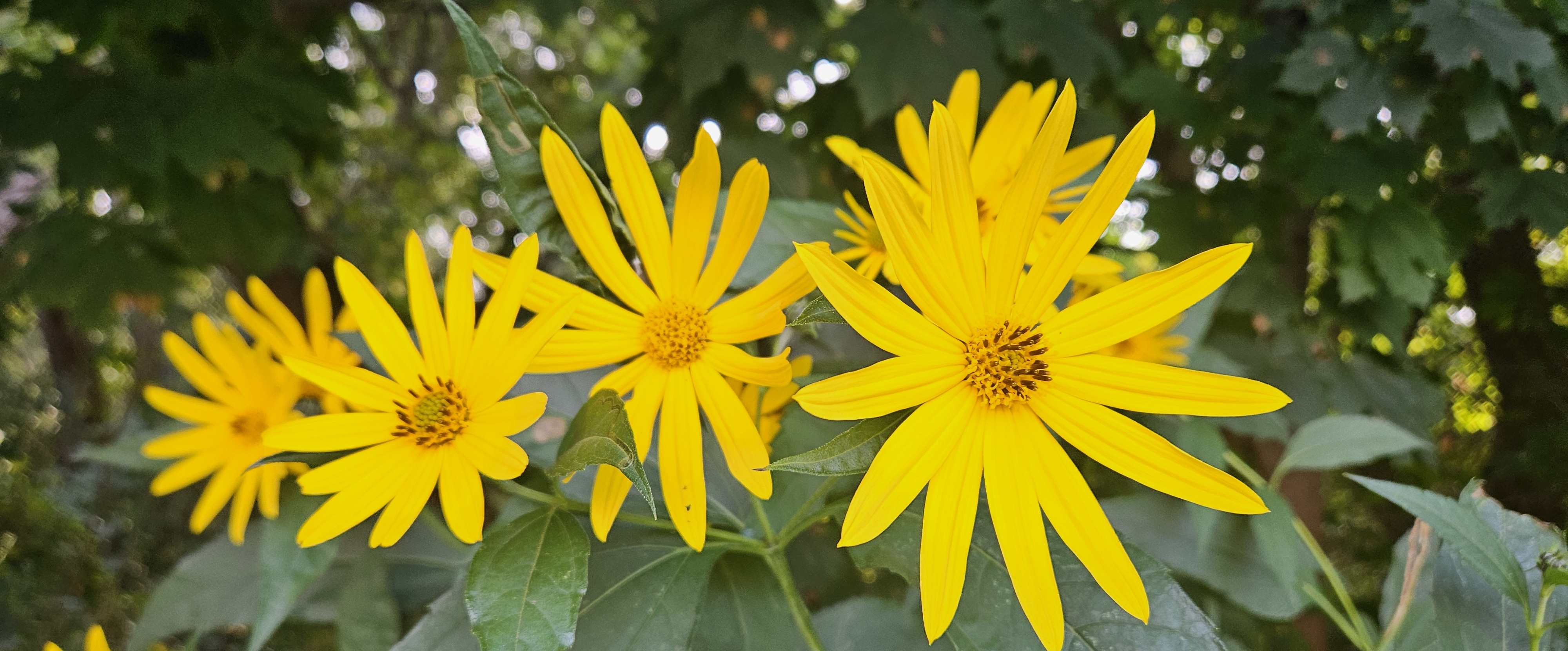 challenge background