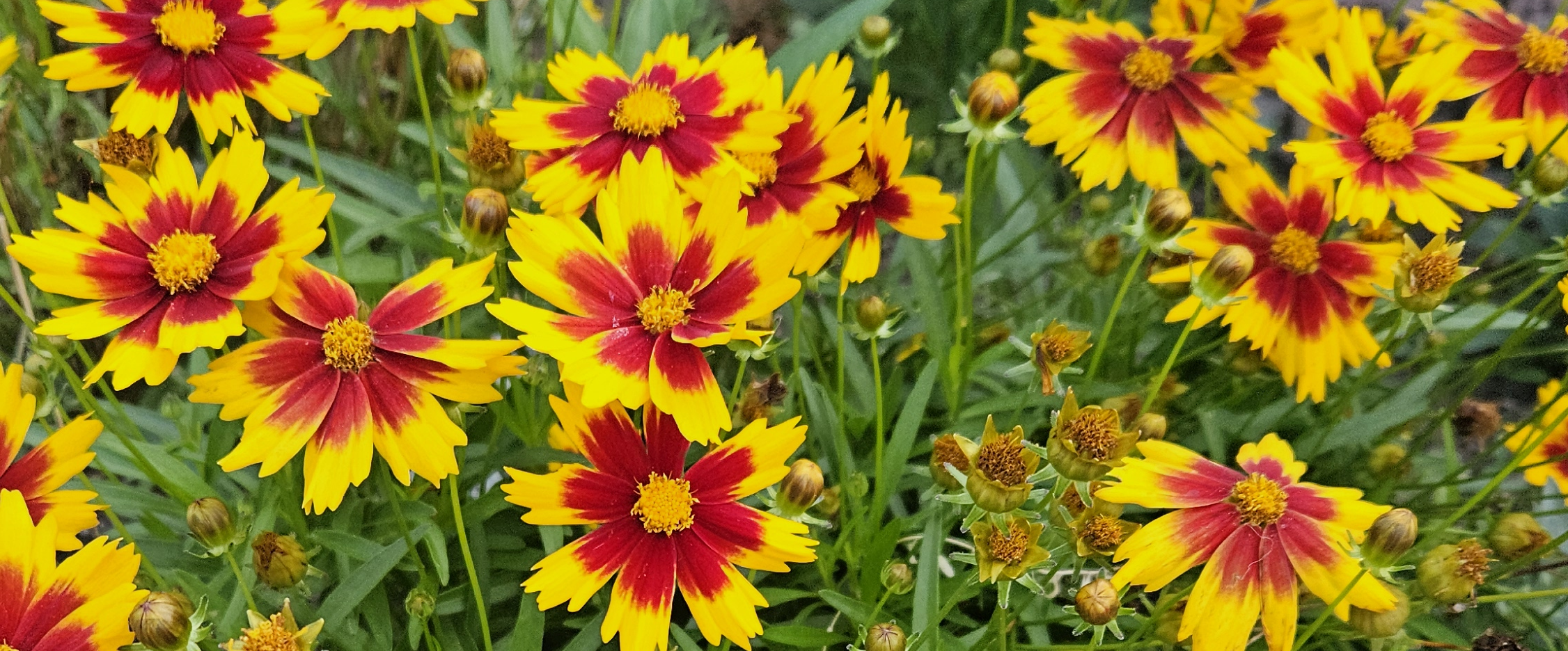 challenge background