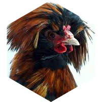 🐣 10 000 🐥 Au POUSSIN 🐤 icon