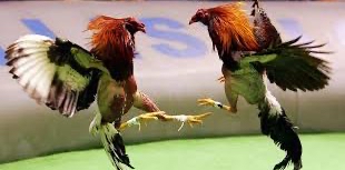 🐣 10 000 🐥 Au POUSSIN 🐤 logo