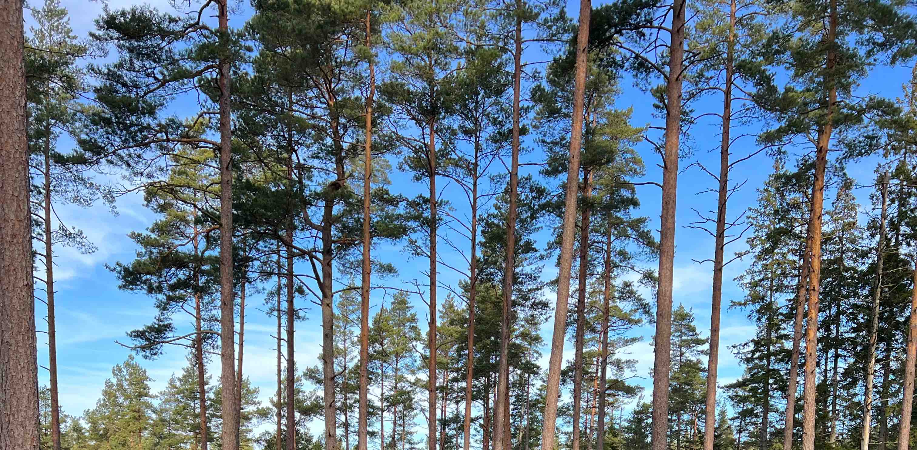 challenge background