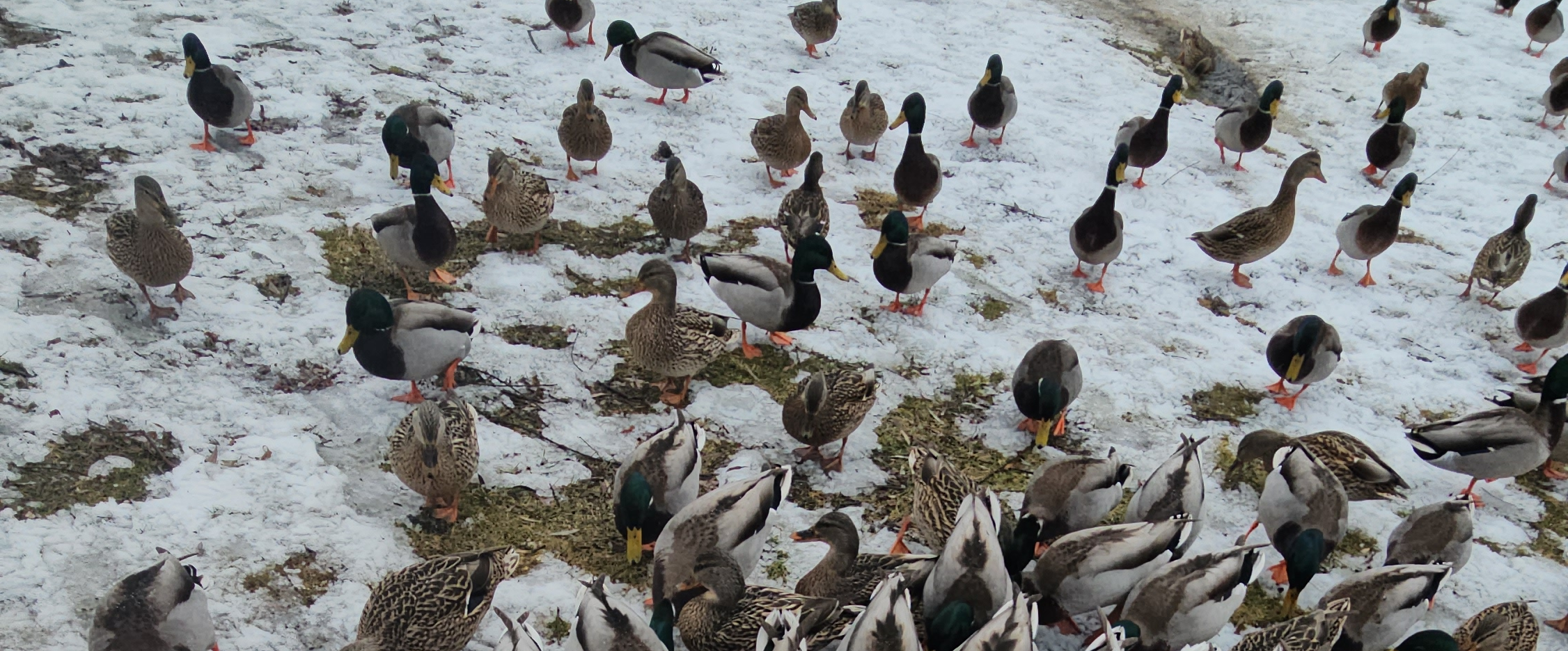 challenge background