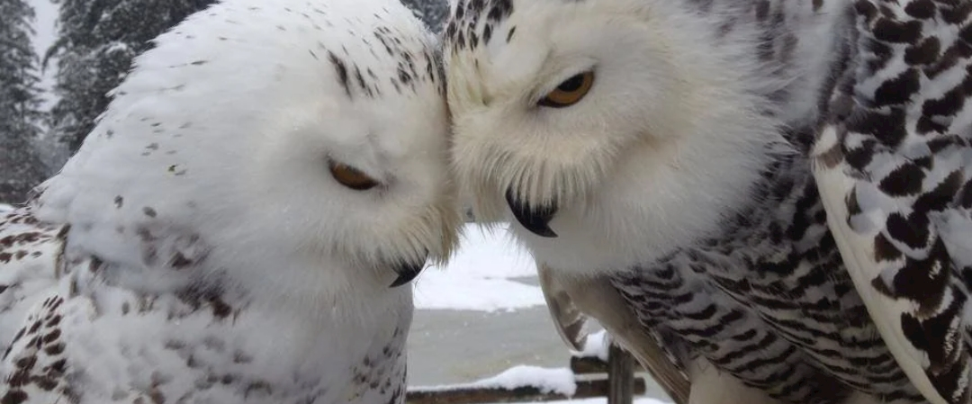 🦉SNOW OWL🦉 logo