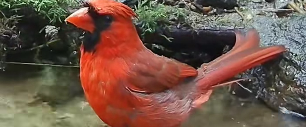 challenge background