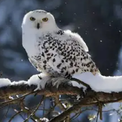 🦉SNOW OWL🦉 icon