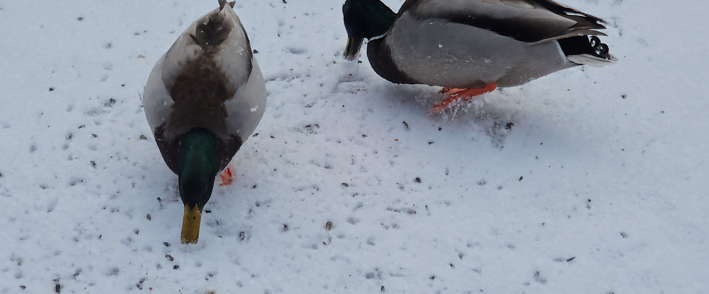 challenge background