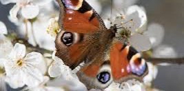 🦋 Les Papillons 🦋 logo