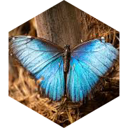 🦋 Les Papillons 🦋 icon