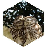 💖 Для романтиков 💝 icon