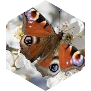 🦋 бабочка 🦋 icon