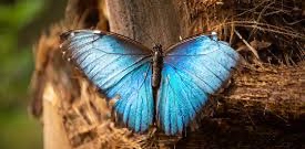 🦋 бабочка 🦋 logo