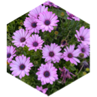 Daily steps challenge icon