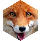 ๐ฆCute as a Fox๐ฆ icon