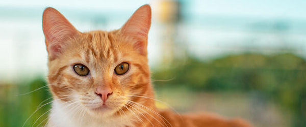 challenge background