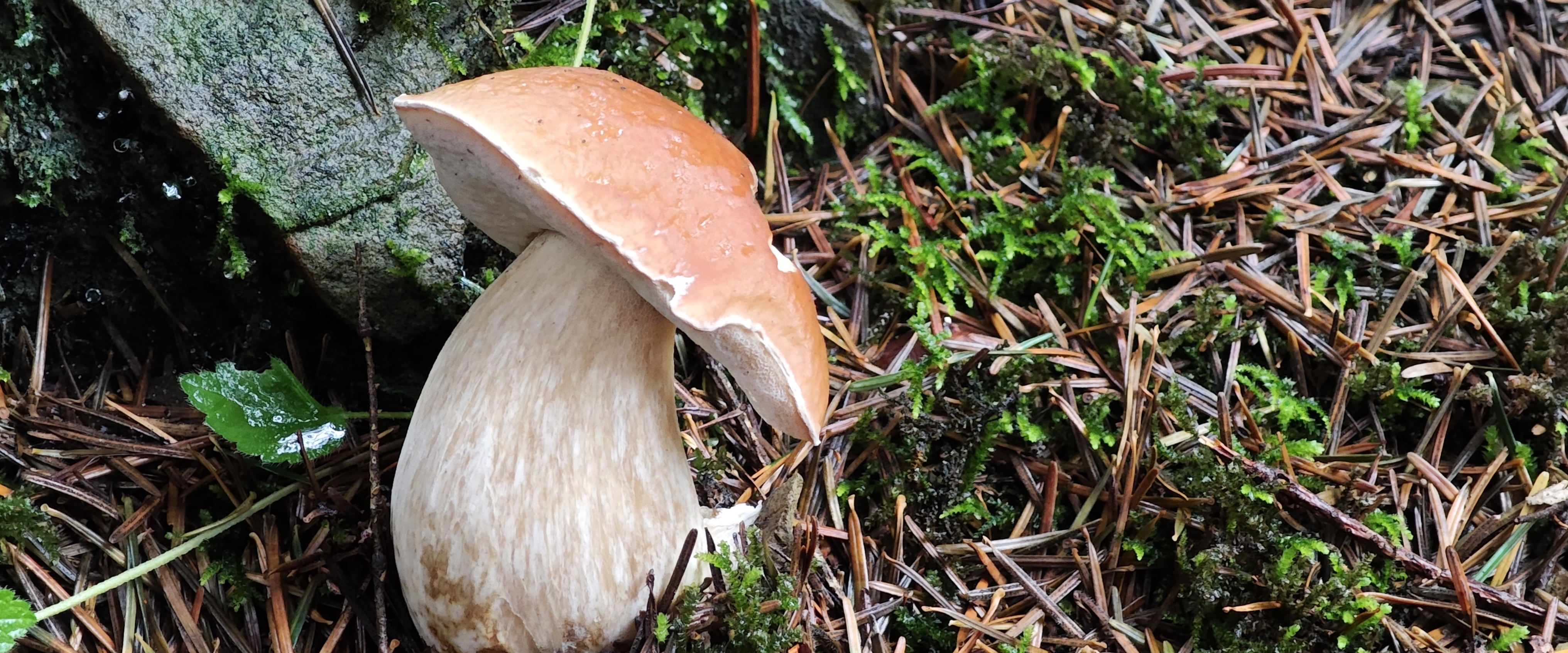 challenge background