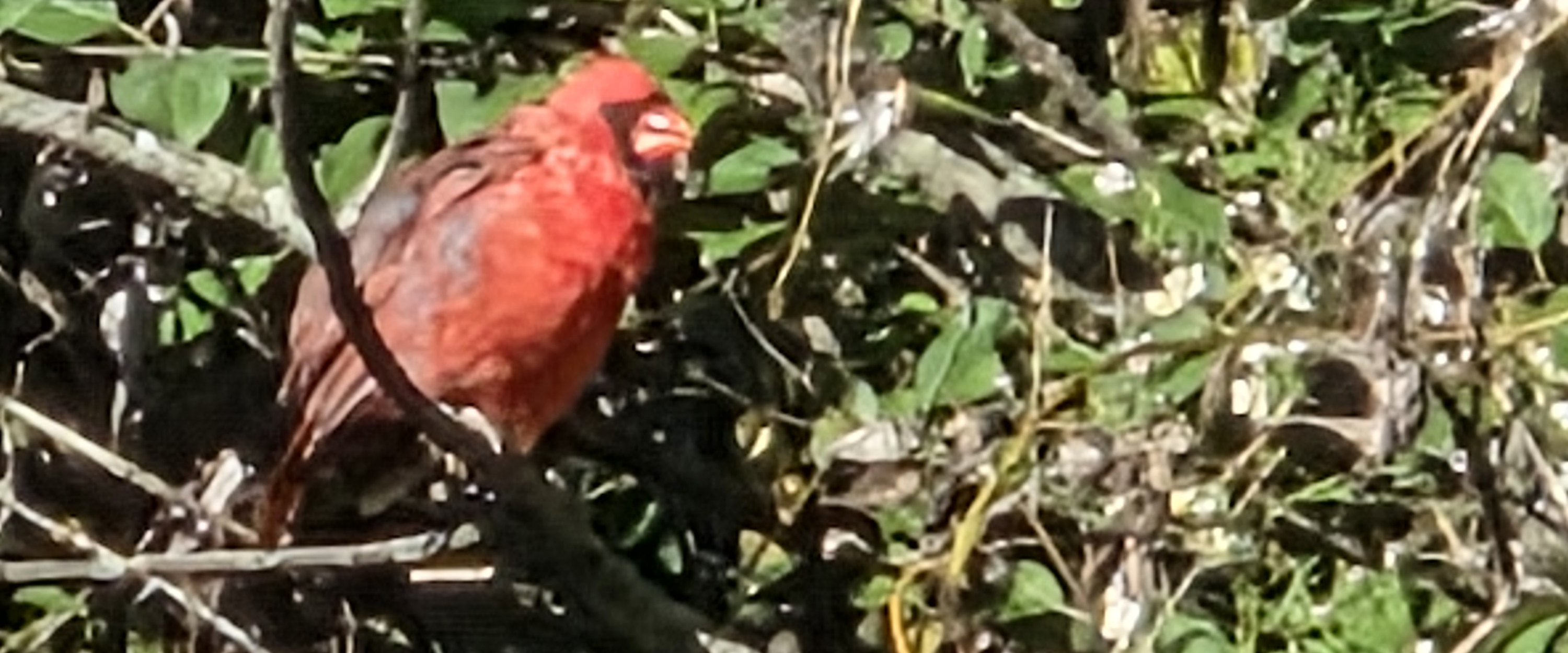 challenge background