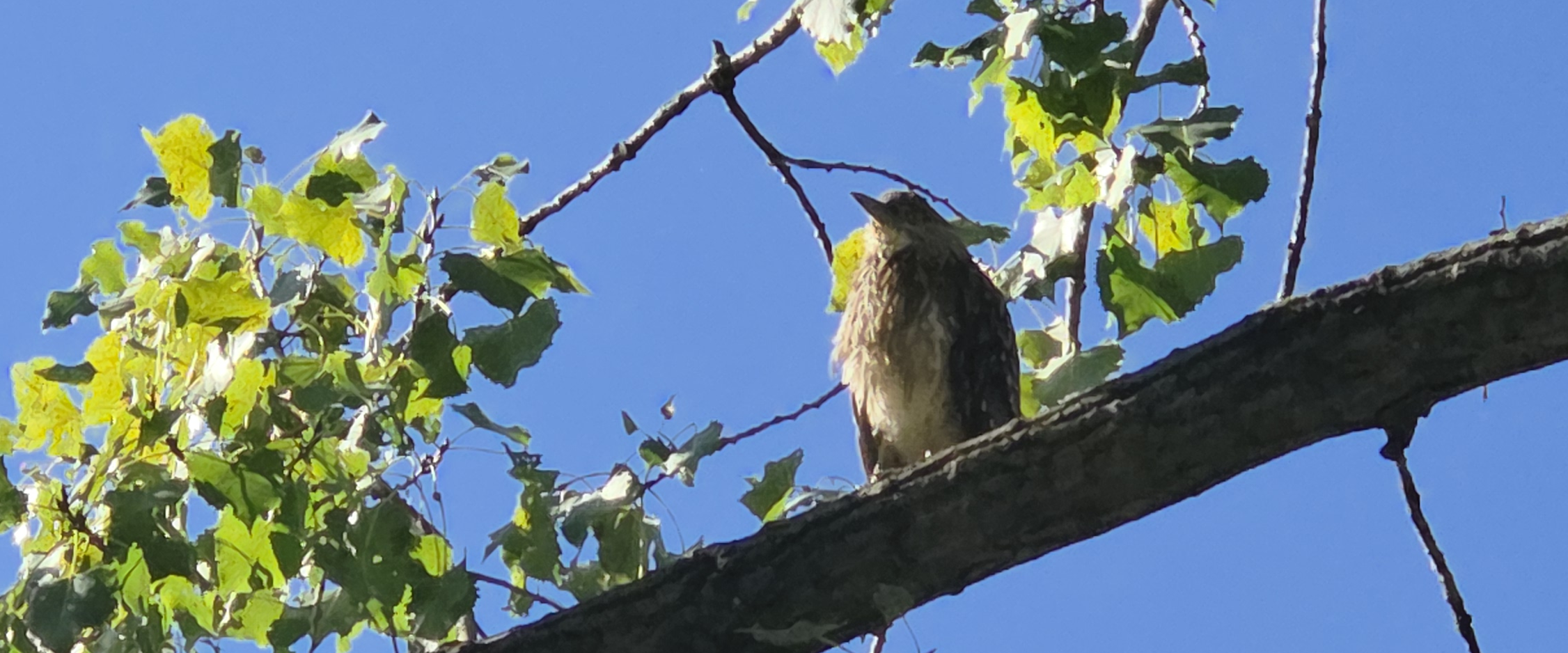 challenge background