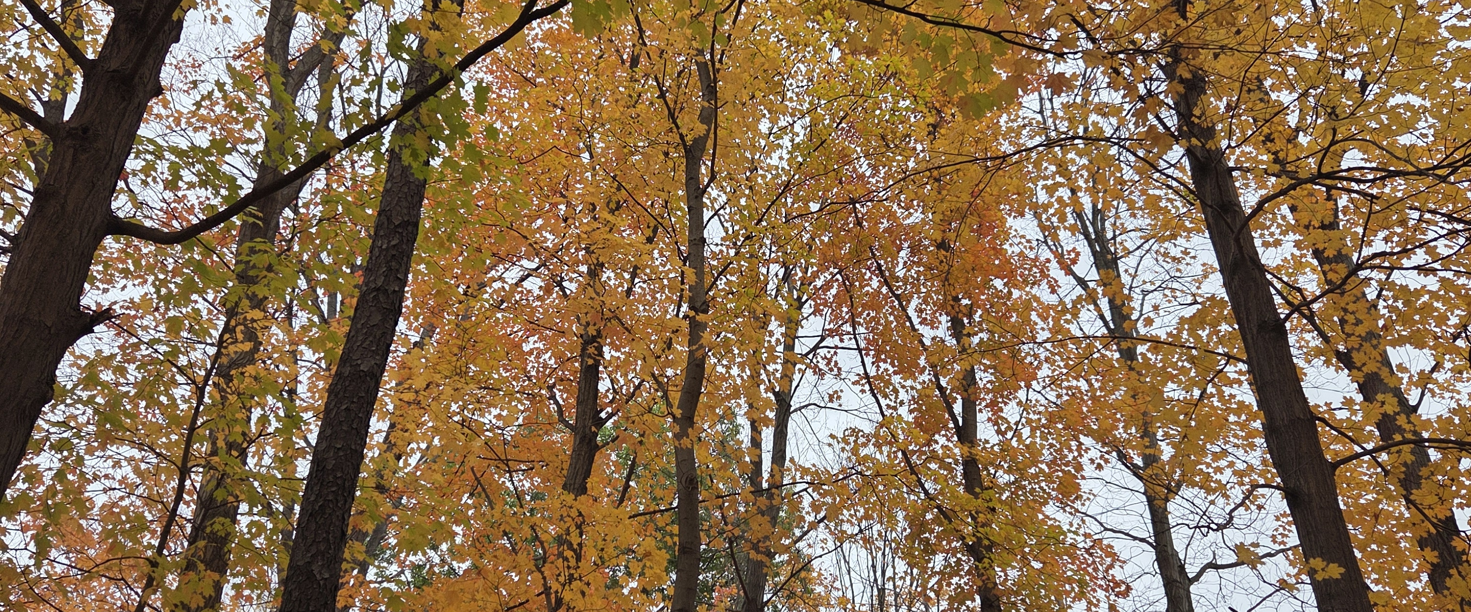 challenge background