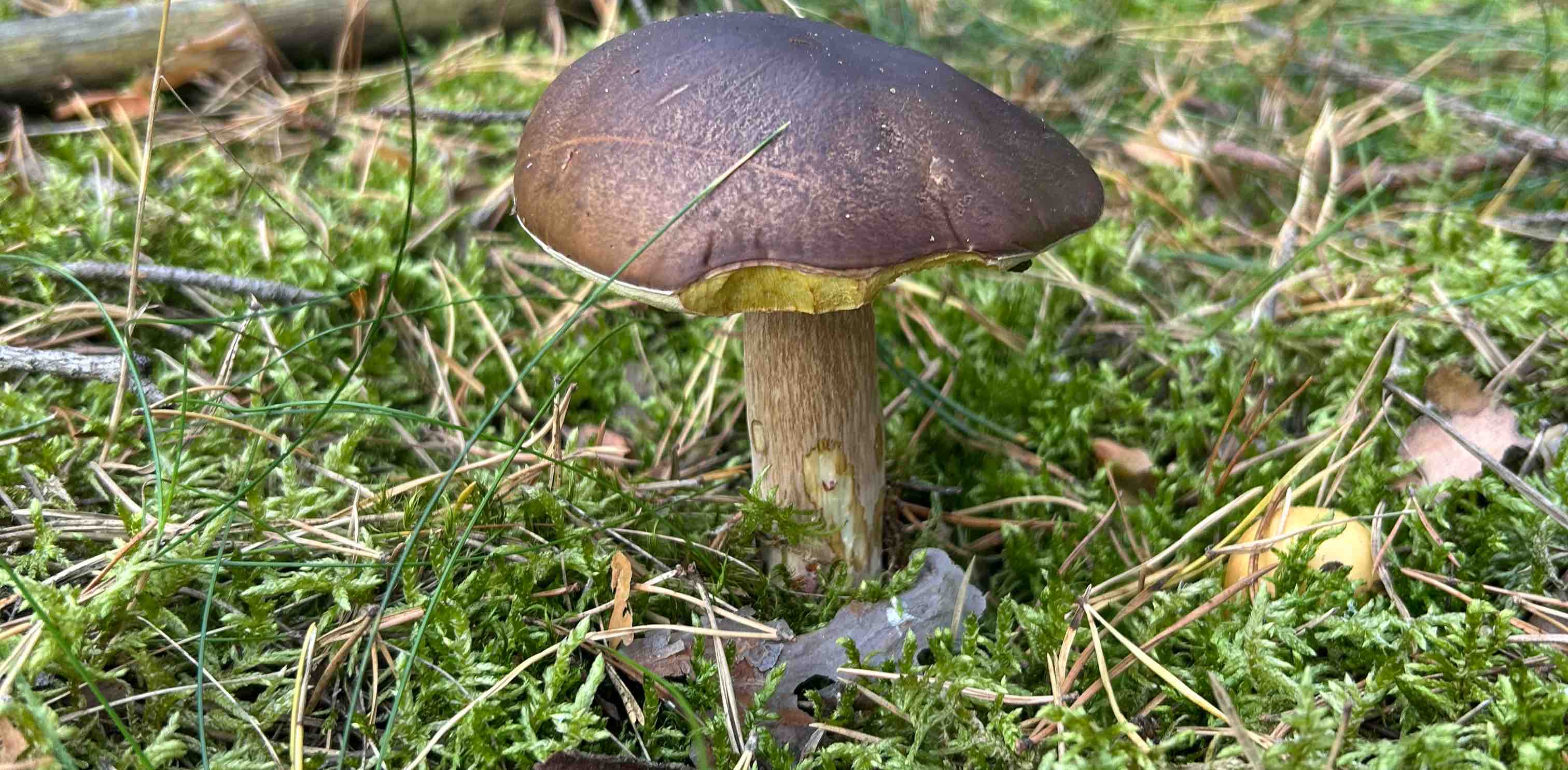 challenge background