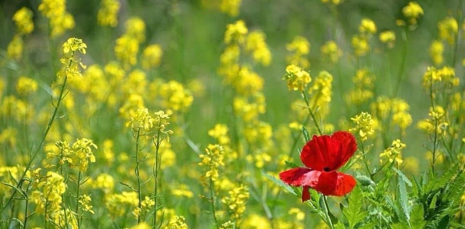 challenge background