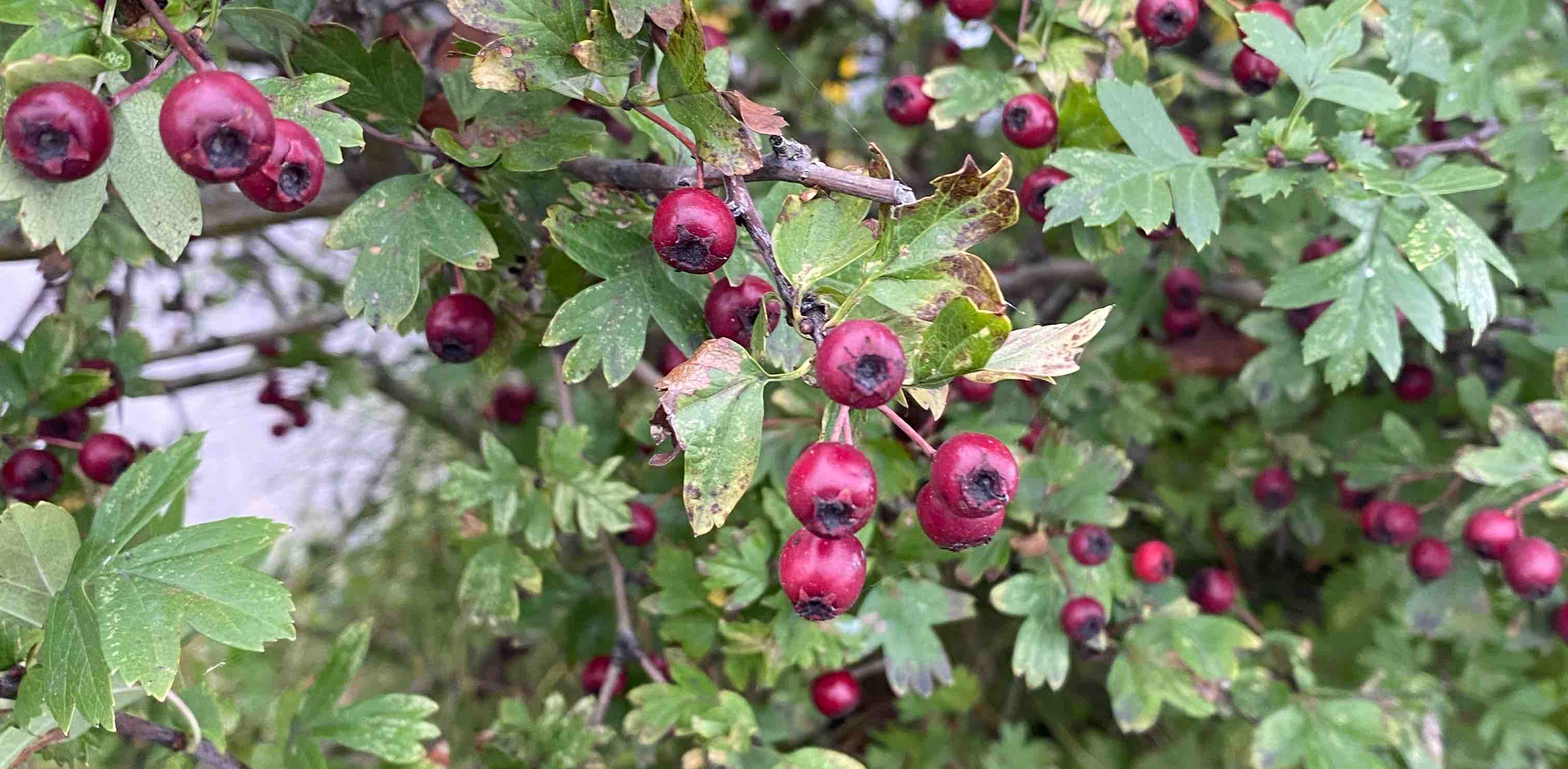 challenge background