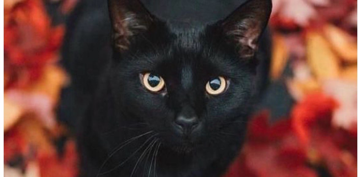 🎃BLACK CAT RUN🎃 logo
