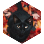 🎃BLACK CAT RUN🎃 icon