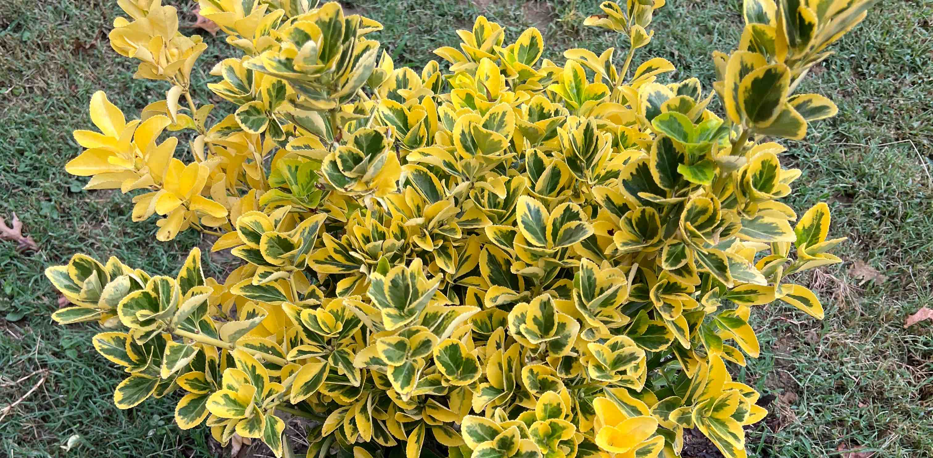 challenge background