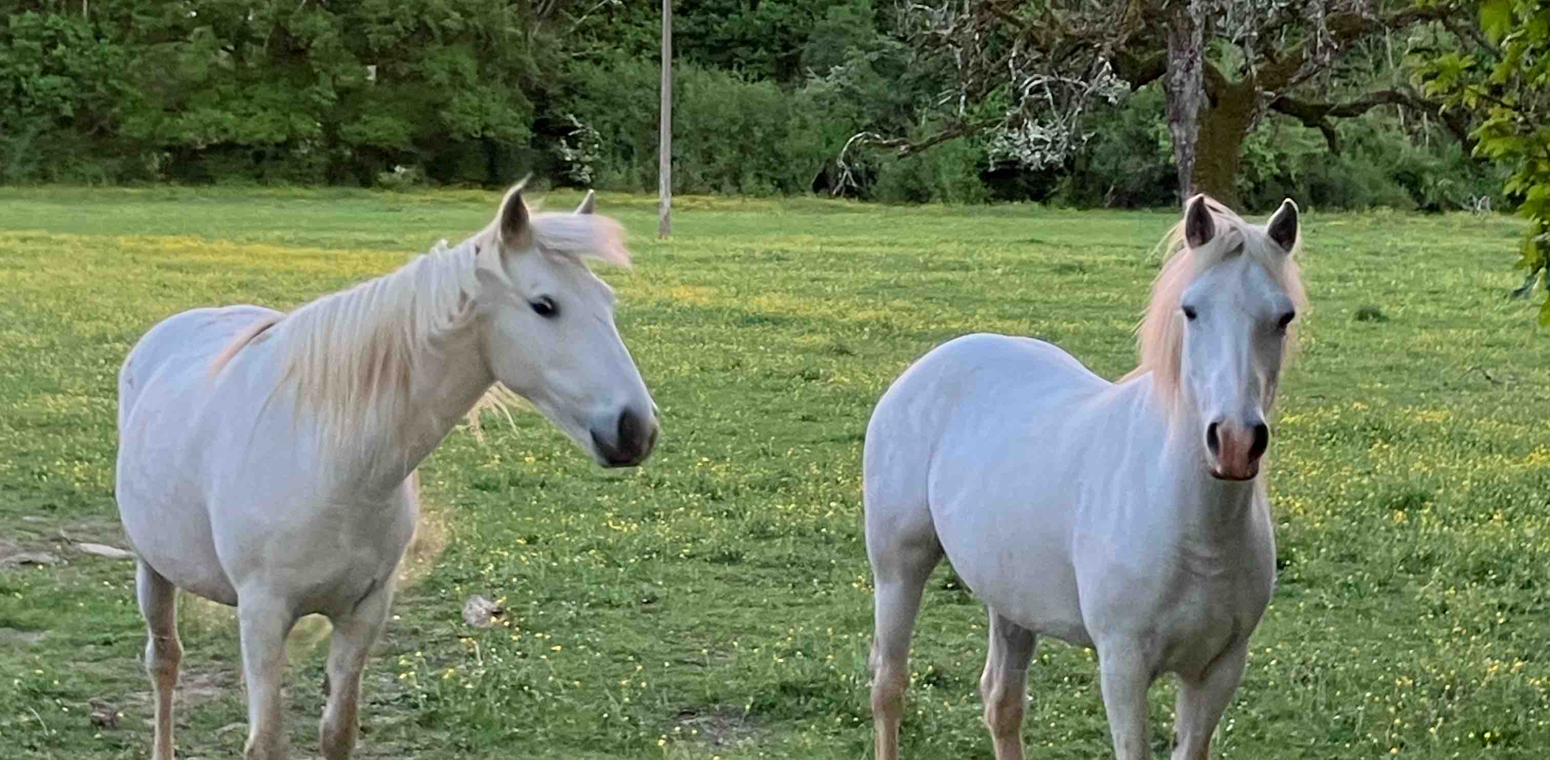 🐴 LES CHEVAUX 🐎 logo