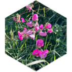 🌸 JOLIES FLEURS 🌸 icon