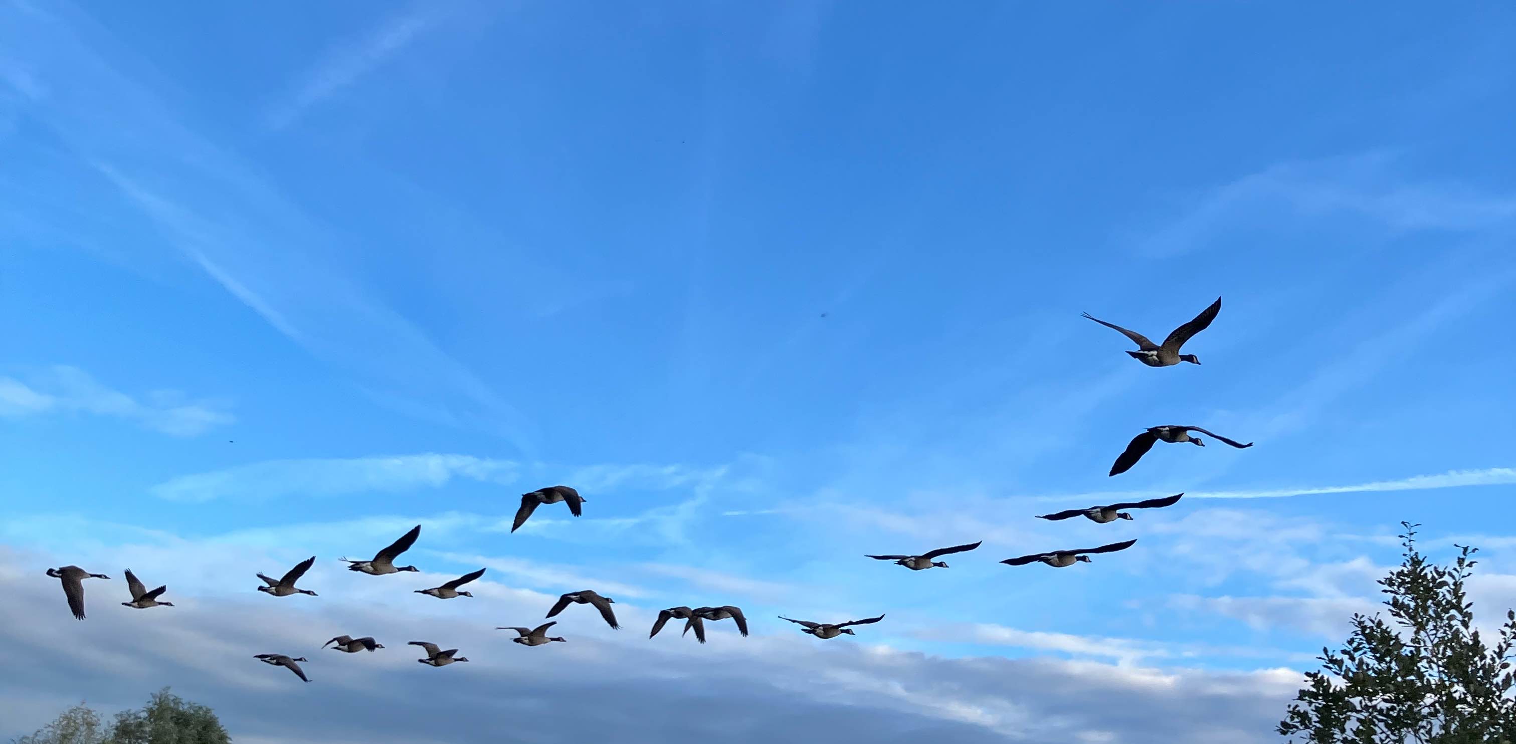 π Les Grandes Migrations π logo