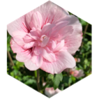 🌸 Роза для тебя 🌸 icon
