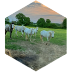 🐴 LES CHEVAUX 🐎 icon