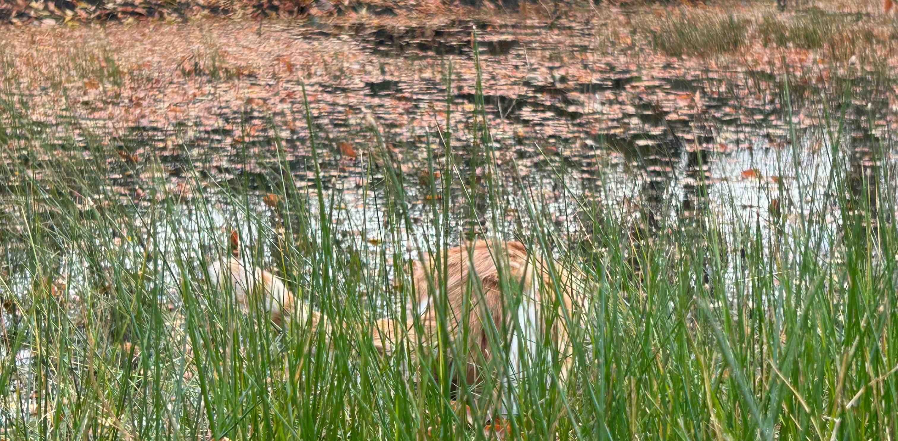 challenge background