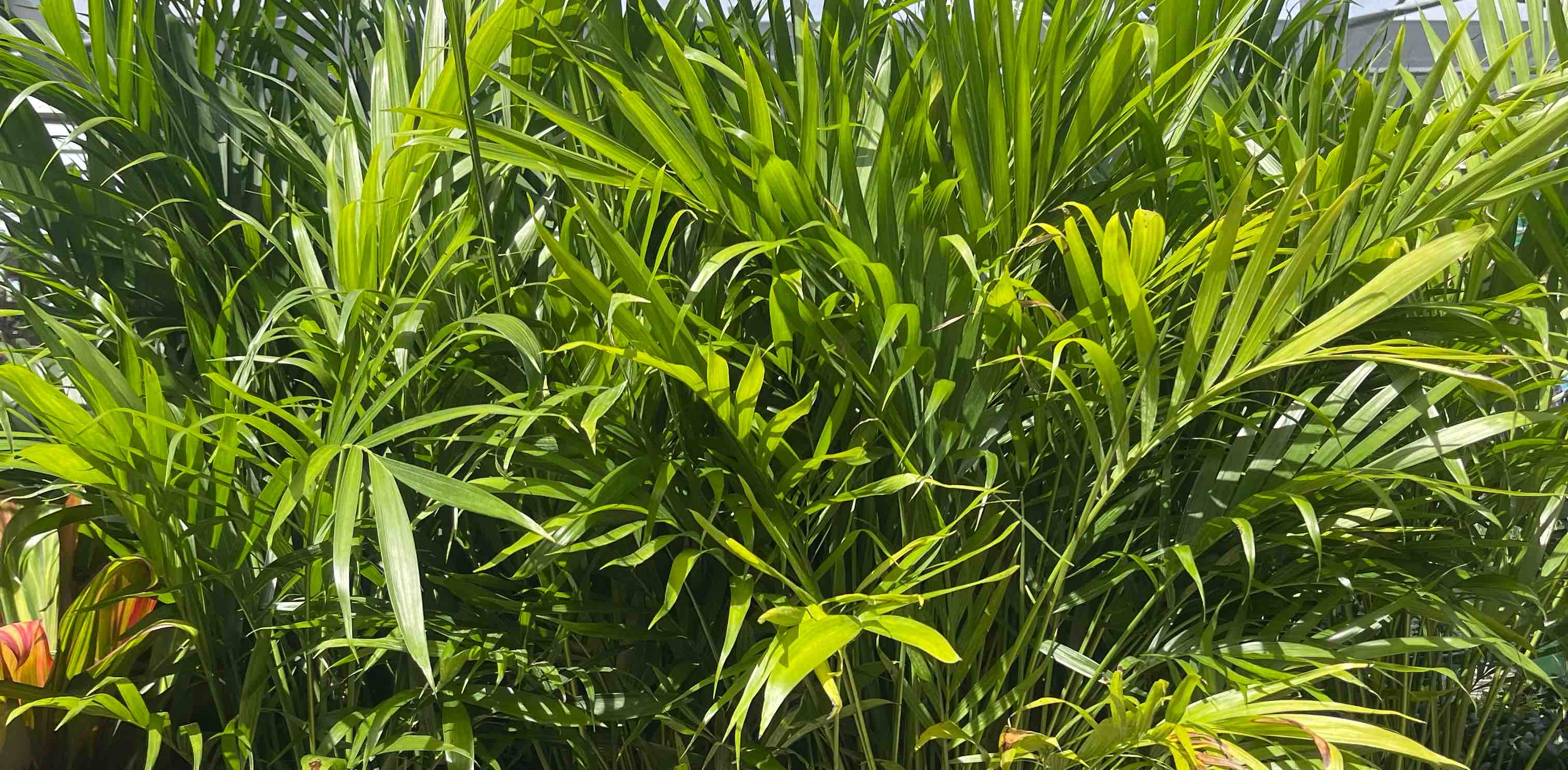 challenge background