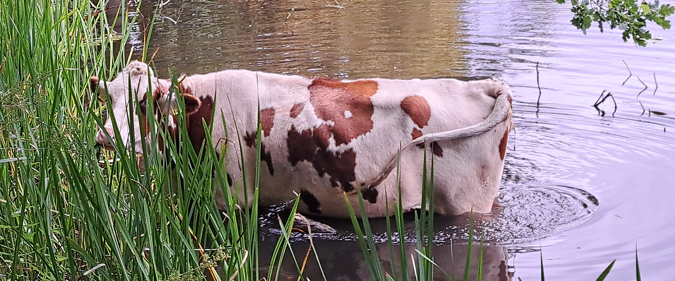 challenge background