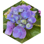 challenge badge