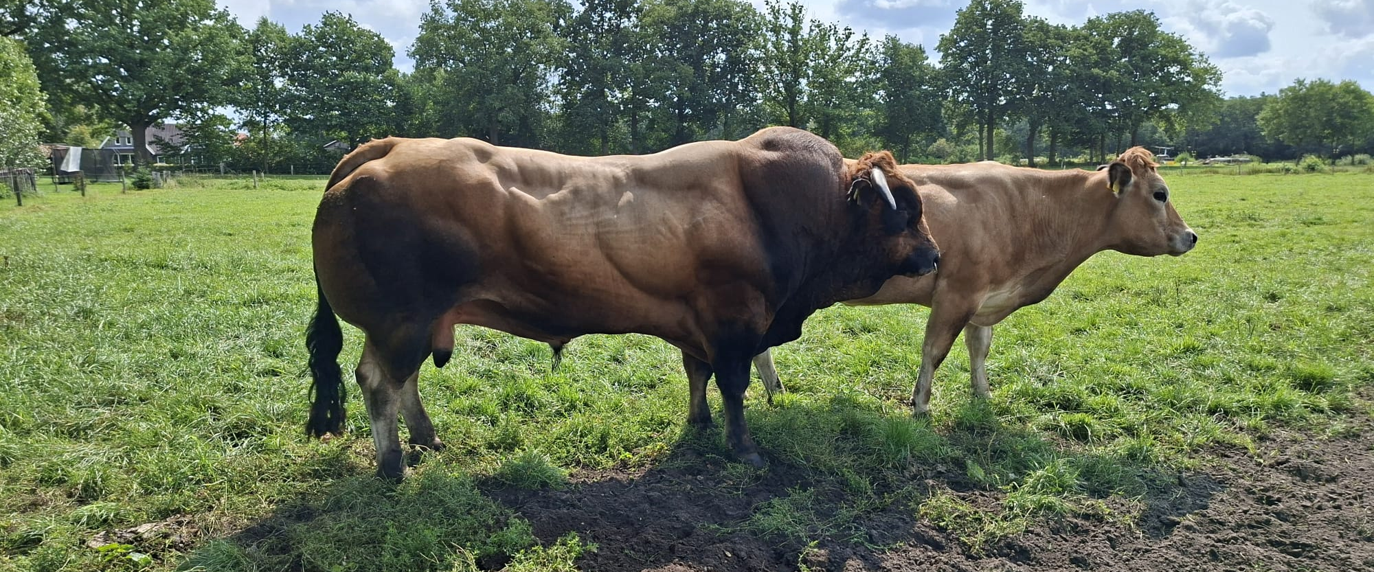 challenge background