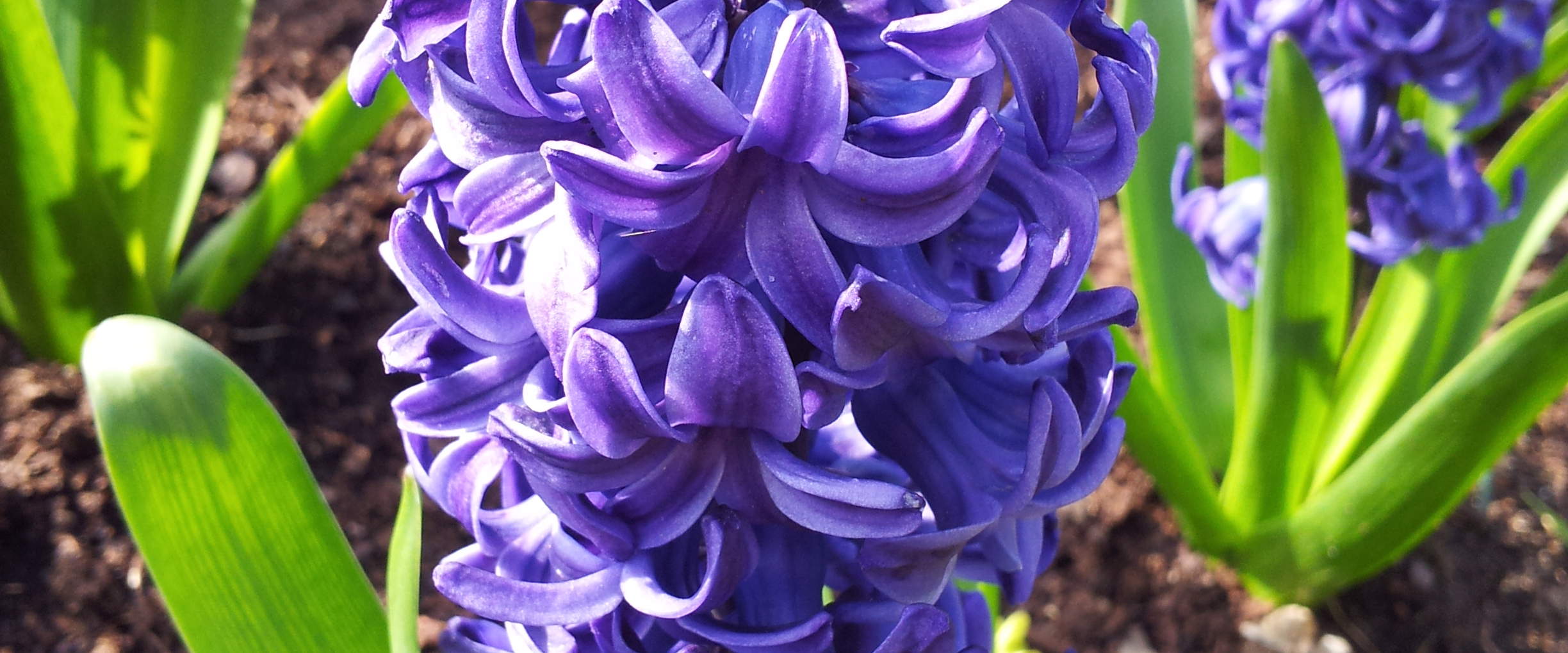 challenge background