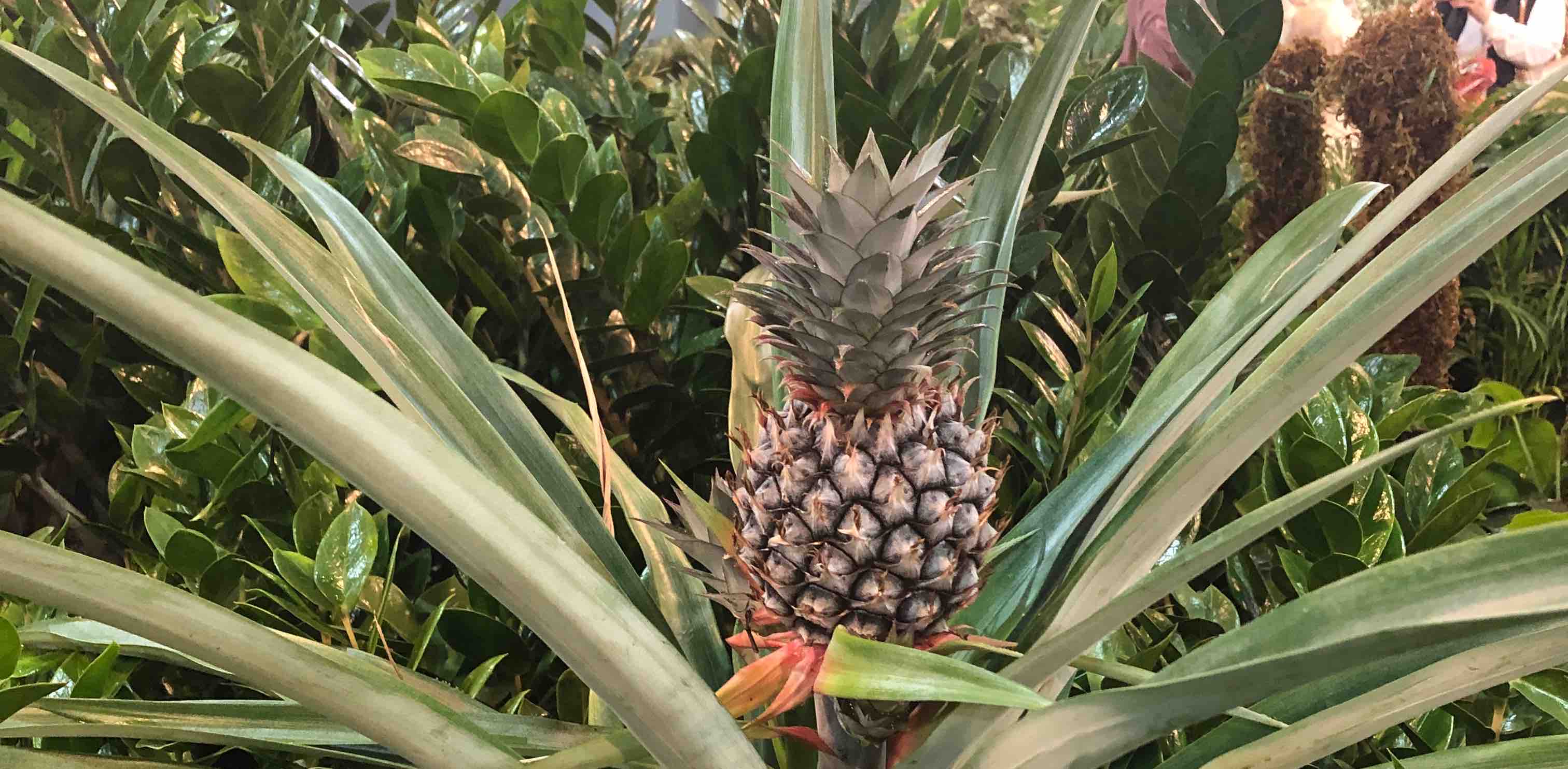 challenge background