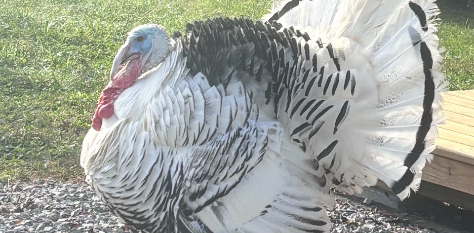 challenge background