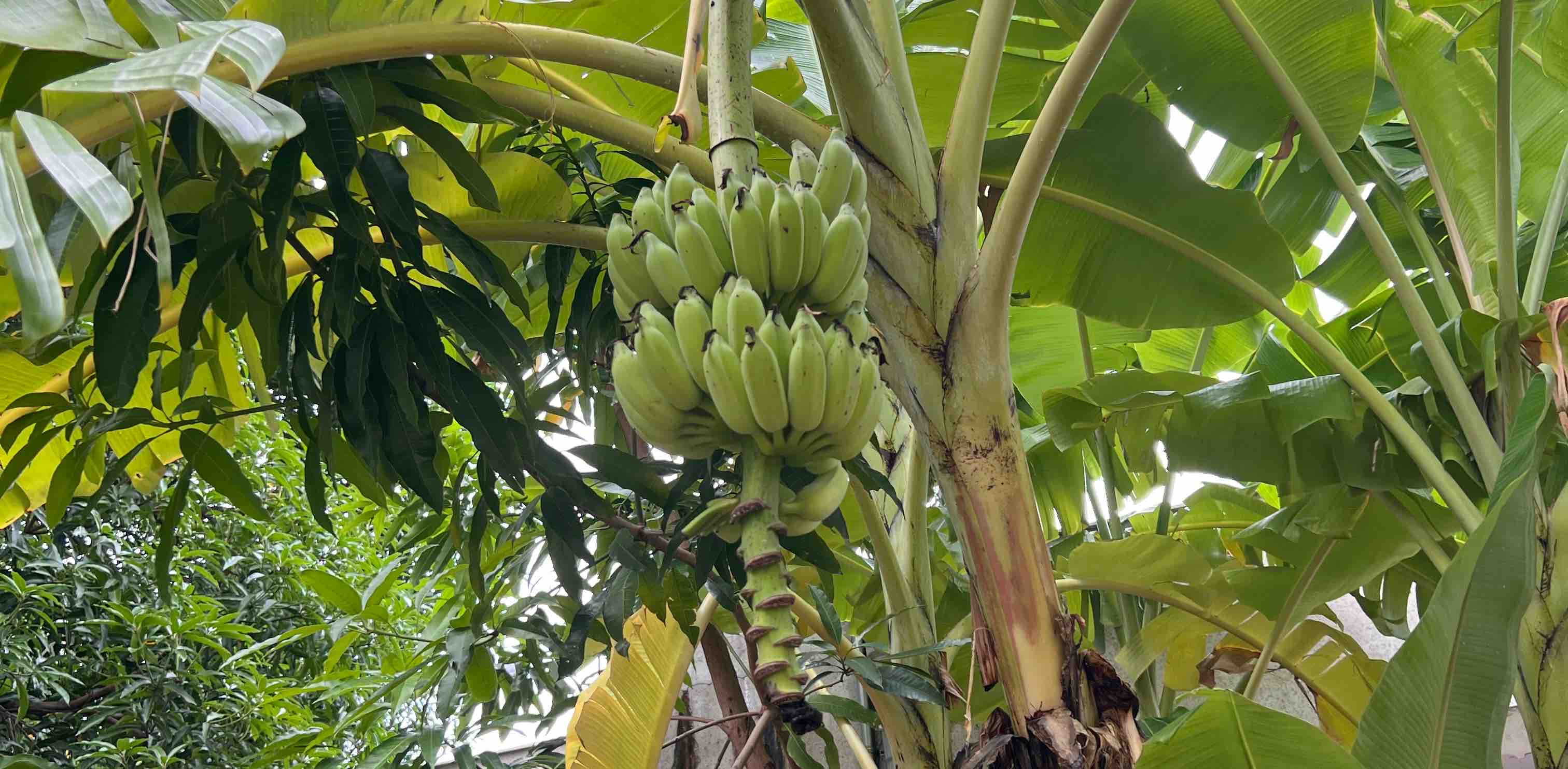 challenge background