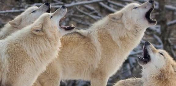 🐺 LOUPS BLANCS🐺 logo